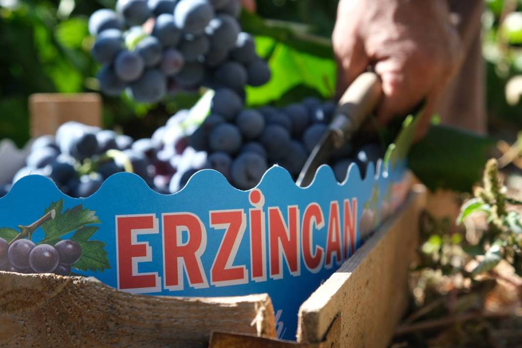 Saç ve cilt sağlığını koruyor, gözlere iyi geliyor! Türkiye'nin tescilli meyvesi kapış kapış satılıyor, kilosu 55 TL 20